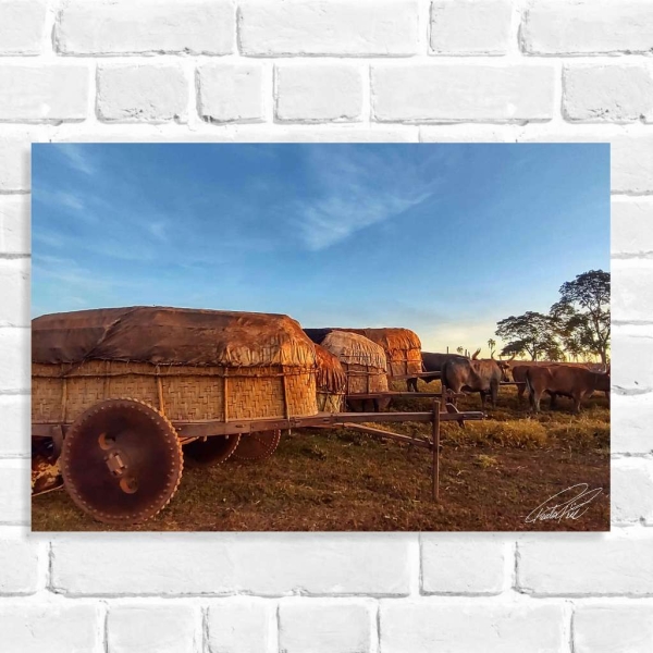 Quadro Decorativo Carros de Bois em Fileiras (Coleção Originais do Brasil)
