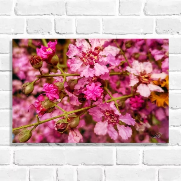 Quadro Decorativo Flores Azaleia (Coleção Originais do Brasil)