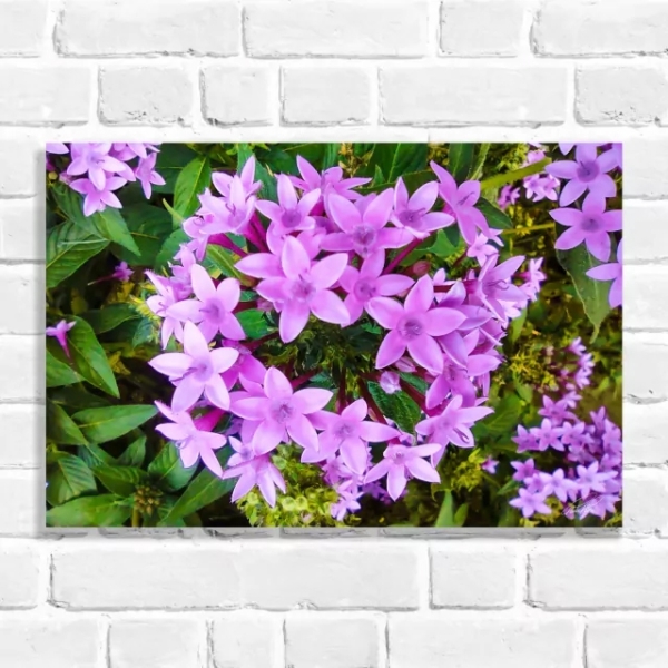 Quadro Decorativo Flor Rosa Estrela do Egito (Coleção Originais do Brasil)