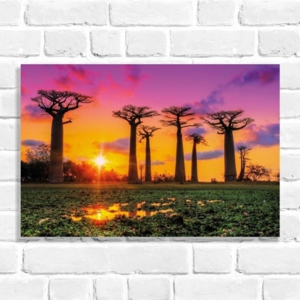 Quadro Decorativo Paisagem de Baobás
