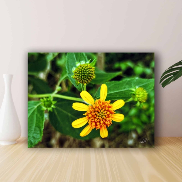 Quadro Decorativo Margarida do Mar (Coleção Originais do Brasil)