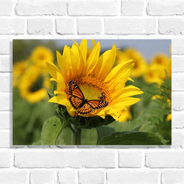 Quadro Decorativo Borboleta no Girassol
