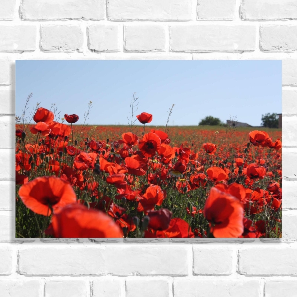 Quadro Decorativo Campo de Flores