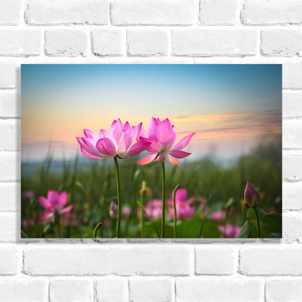 Quadro Decorativo Flor de Lótus ao Pôr do Sol