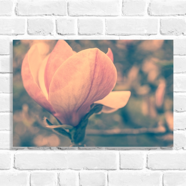 Quadro Decorativo Flor de Magnólia