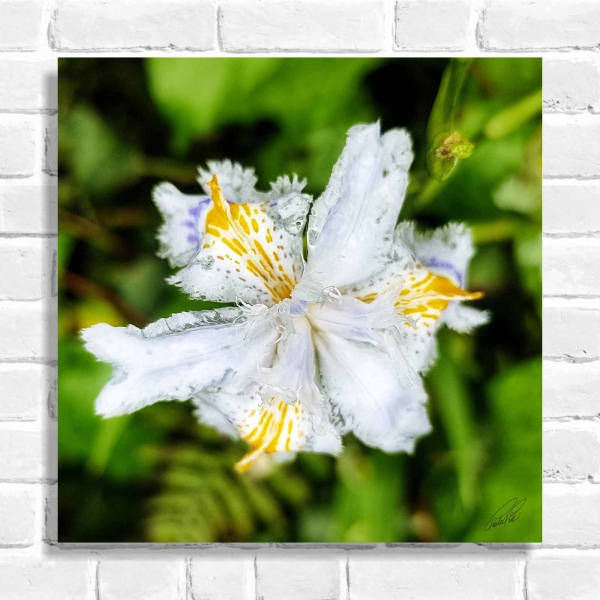 Quadros Decorativo Iris Japônica (Coleção Originais do Brasil)