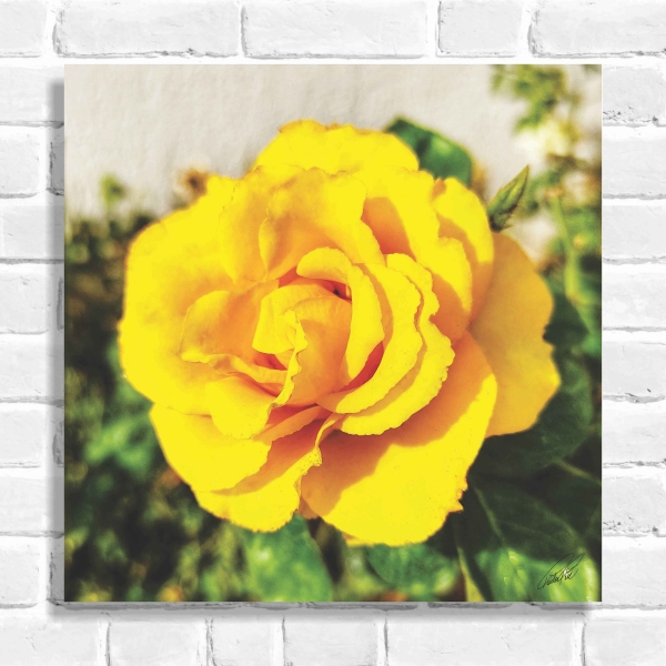 Quadro Decorativo Rosa Amarela (Coleção Originais do Brasil)