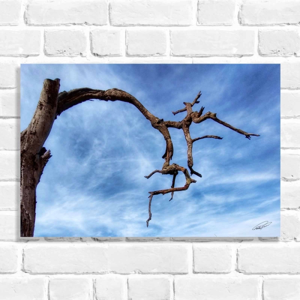 Quadro Decorativo Árvore Seca (Coleção Originais do Brasil)