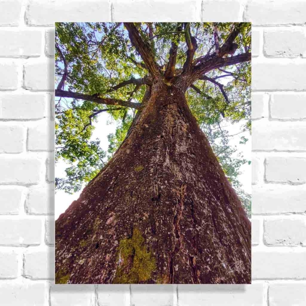 Quadro Decorativo Beleza Natural da Árvore (Coleção Originais do Brasil)