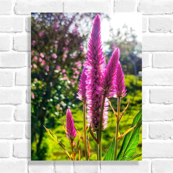 Quadro Decorativo Celoria Sempre Vivas Flamingo (Coleção Originais do Brasil)