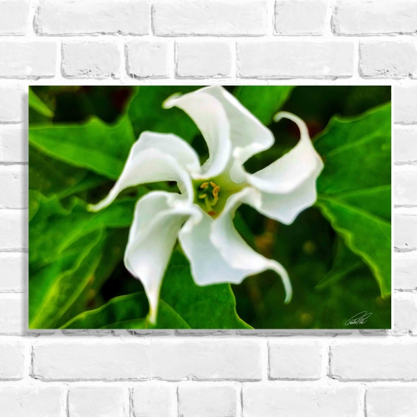 Quadro Decorativo Flor Figueira (Coleção Originais do Brasil)