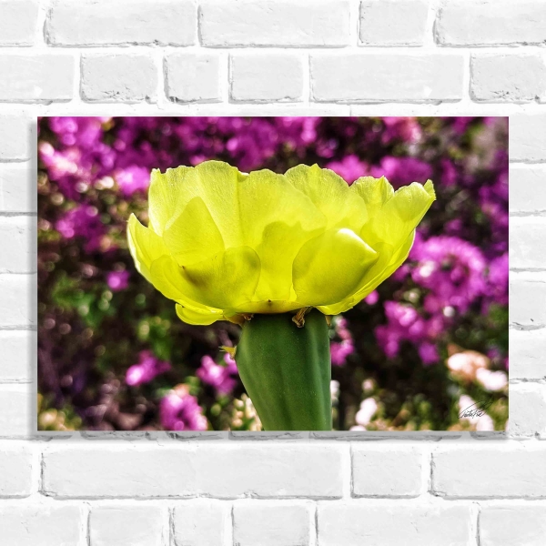 Quadro Decorativo Flor Opuntia 02 (Coleção Originais do Brasil)