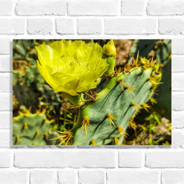 Quadro Decorativo Flor Opuntia 01 (Coleção Originais do Brasil)