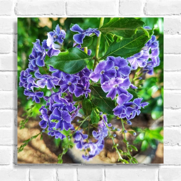 Quadro Decorativo Violeteira (Coleção Originais do Brasil)