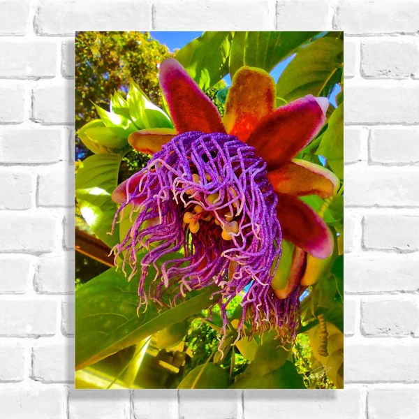 Quadro Decorativo Flor de Maracujá (Coleção Originais do Brasil)