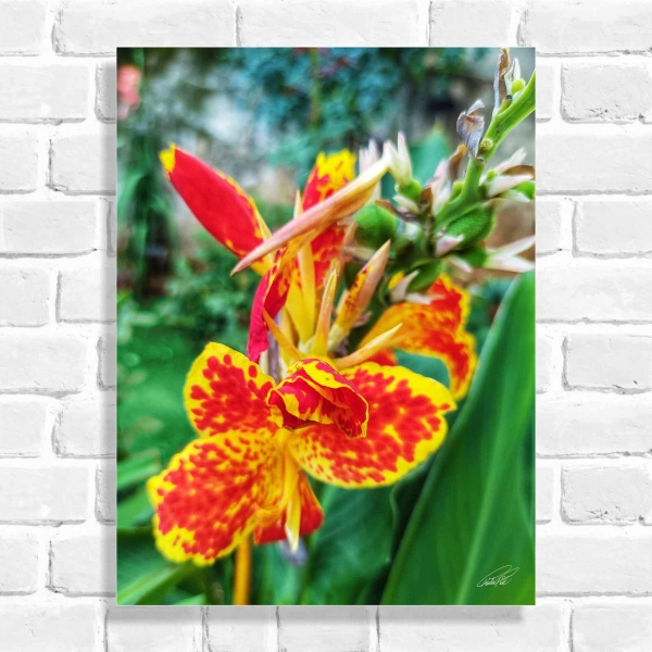 Quadro Decorativo Flor Cana da Índia (Coleção Originais do Brasil)