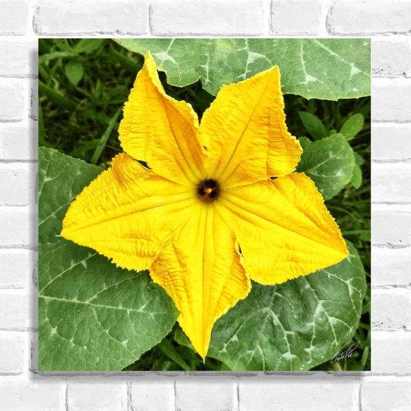 Quadro Decorativo Flor De Abobrinha (Coleção Originais do Brasil)