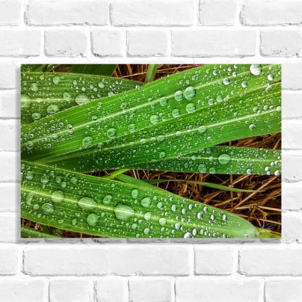 Quadro Decorativo Gotas de Agua em Folhas de Capim Limão (Coleção Originais do Brasil)