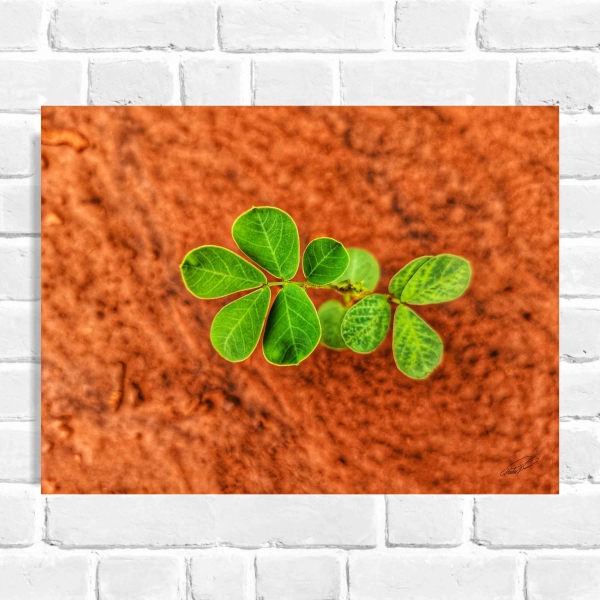 Quadro Decorativo Plantinha Serra (Coleção Originais do Brasil)