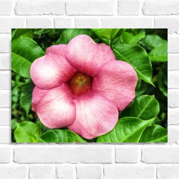 Quadro Decorativo Flor Alamanda-Rosa (Coleção Originais do Brasil)