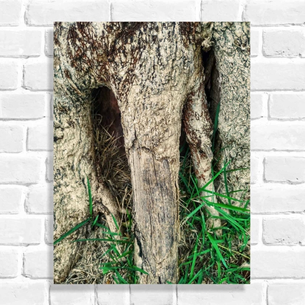 Quadro Decorativo Tronco de Árvore ( Coleção Originais do Brasil)