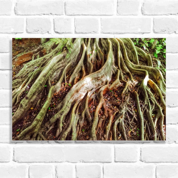 Quadro Decorativo Raízes dos Manguezais (Coleção Originais do Brasil)