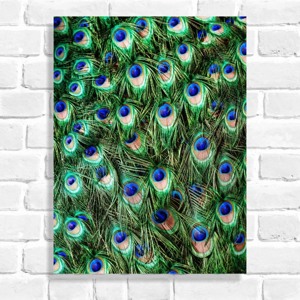 Quadro Decorativo Penas de Pavão