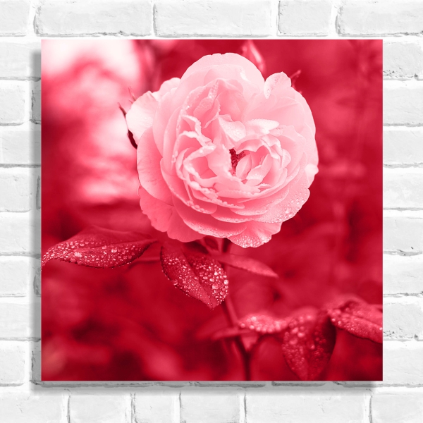 Quadro Decorativo Rosa 02