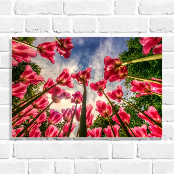 Quadro Decorativo Tulipas